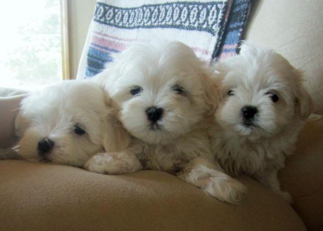 Pretty ACA Maltese Puppies