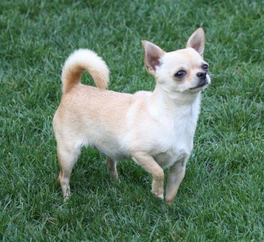 Pretty Little Female Smooth Coat Chihuahua