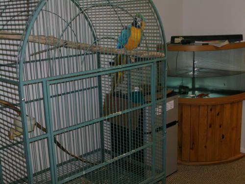 Prevue Large Corner Parrot cage