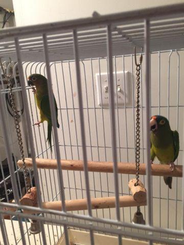 Price cut on proven pair of conures peach-half moon