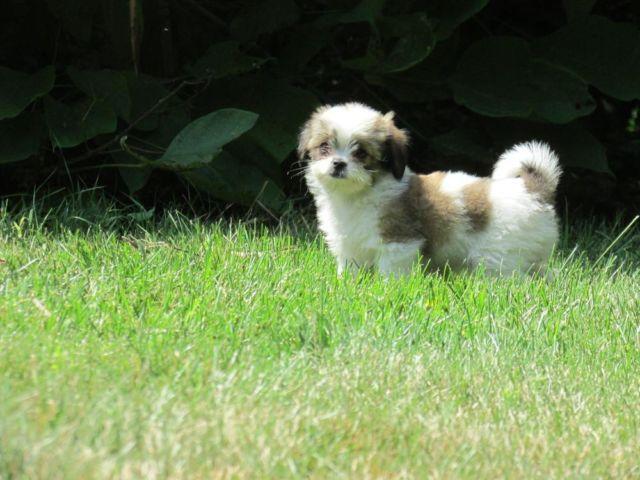 PRICE NEGOTIABLE-Super Sweet Shihuahua Puppies!! :)
