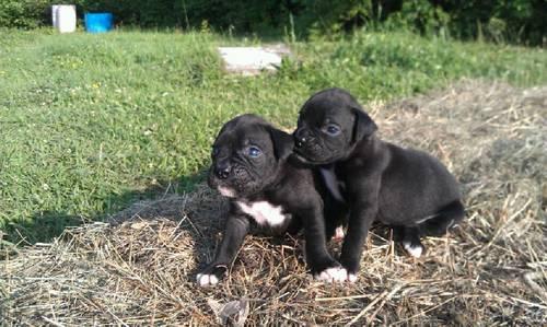 Price Reduced ~Adorable AKC Registered 1 Brindle (3 Seal/Black) Boxers