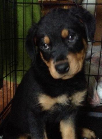 Price reduced Cute purebred Rottweilers