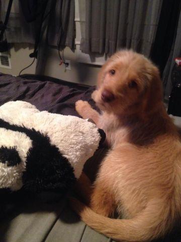 ***Price reduced ***Labradoodle male puppy