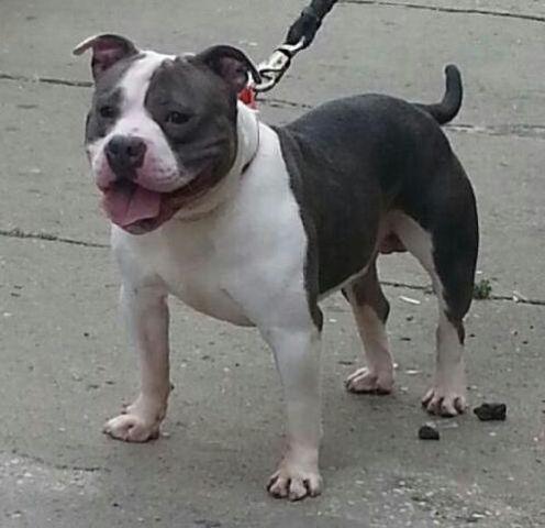 PRINCE SPADE EXOTIC BULLY FOR SALE