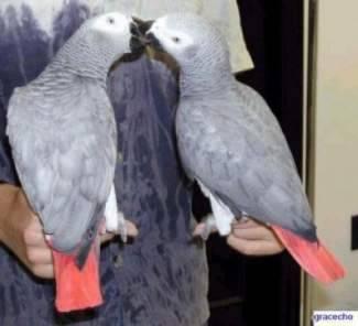 Proven breeding pair of African Greys