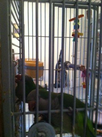 Proven for us Pair of Green Quaker Parrots