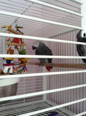 Proven Pair of African Greys