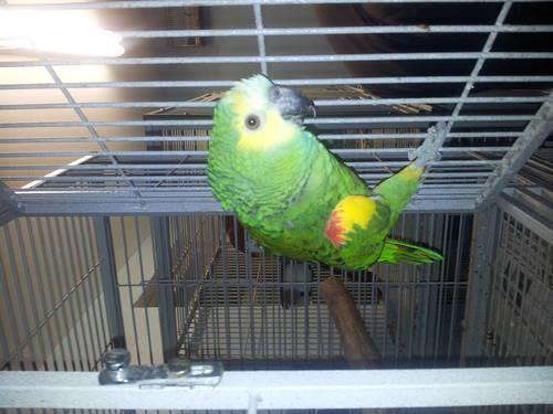 proven pair of amazon parrot for sale