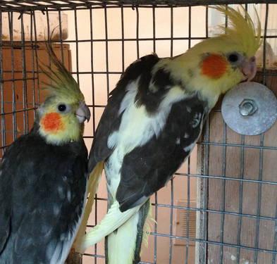 PROVEN PAIR OF GREY MALE AND PIED FEMALE COCKATIELS