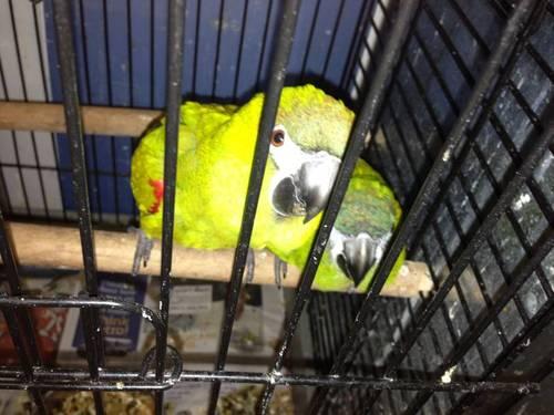 PROVEN PAIR OF HAHNS MACAWS: will show their babies