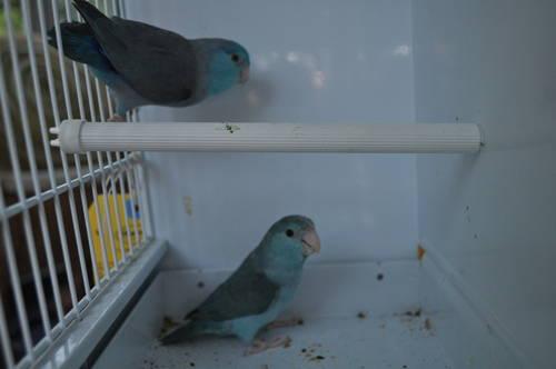 proven pair of parrotlets