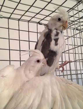 PROVEN PAIR OF WF CINNAMON AND HEAVY PIED COCKATIELS