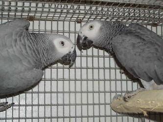 proven pairs of African greys