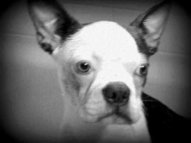 PROVEN STUD, BOSTON TERRIER- NEEDS 4- EVER HOME!