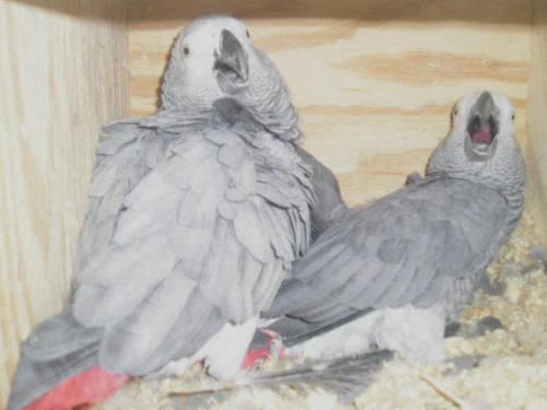 Provent pair african greys