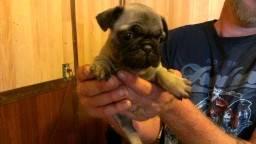 Pug A Poo puppies for sale Albion NY
