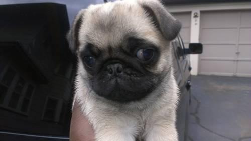 Pug (male) cute for adoption-9 weeks old