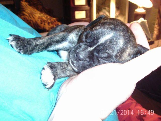 pug mix puppies{ 8 weeks old march 20th}
