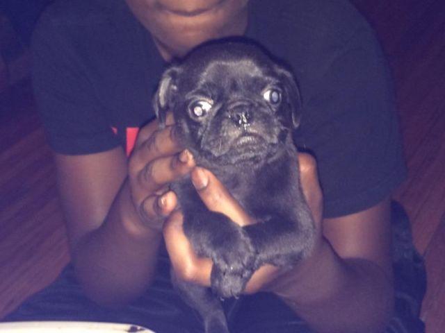 Pug puppies for sell