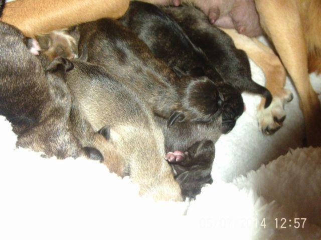 PUG PUPPIES (JUST BORN ) READY JULY 6 TH