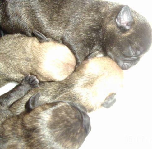 PUG PUPPIES (JUST BORN ) READY JULY 8 TH
