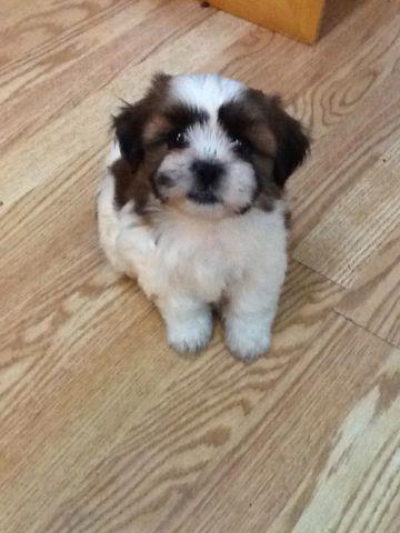PUPPIES FOR SALE (SHIH-TZU)