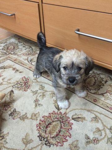 PUPPIES FOR SALE (SHIH-TZU)