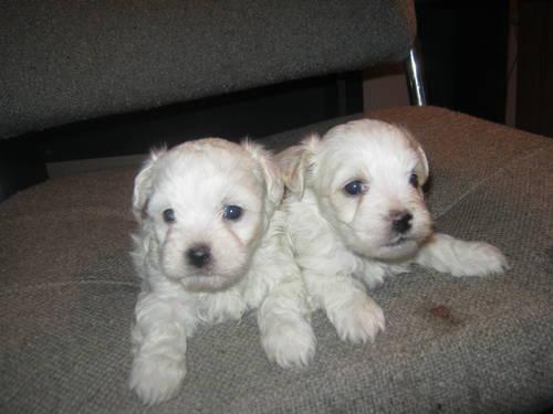 MAL:TIPOO puppies ready July 5th.