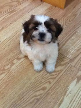 PUPPIES (SHIH-TZU) FOR SALE