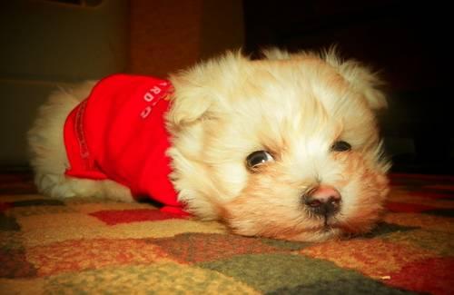 Puppy maltese ready to new home for Xmas!!!