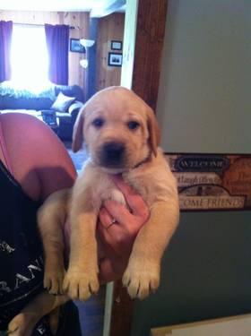 Purbred yellow lab puppies