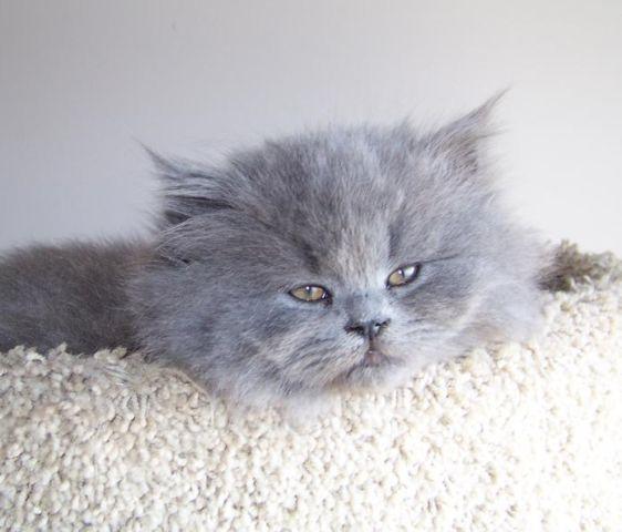 Pure Bred Blue Grey Persian Kittens