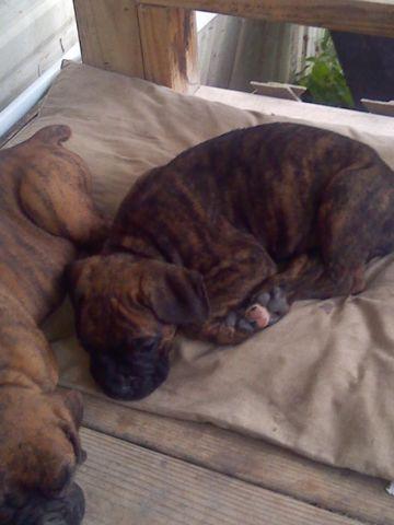 PURE BRED BOXER PUPPIES 7 WEEKS OLD