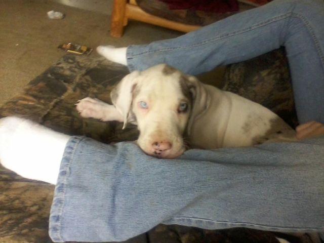 pure bred great dane pup NO papers Ready now