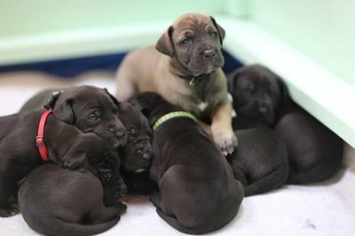 pure bred Great Dane Puppies