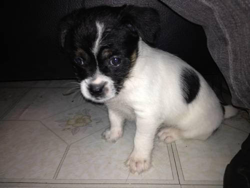 Pure bred jack Russell terrier