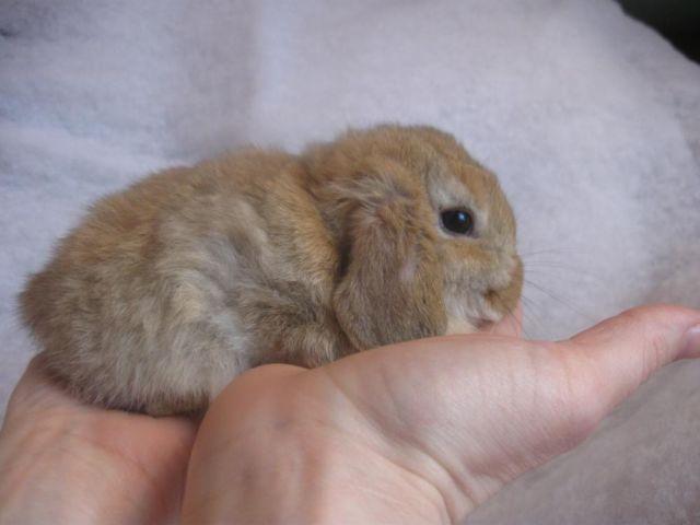 pure bred mini lop bunnies