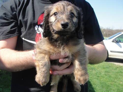 Pure Bred Miniature Dachshund puppies prices reduced