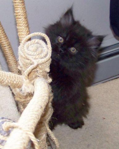 Pure Bred Persian Chocolate Kittens male