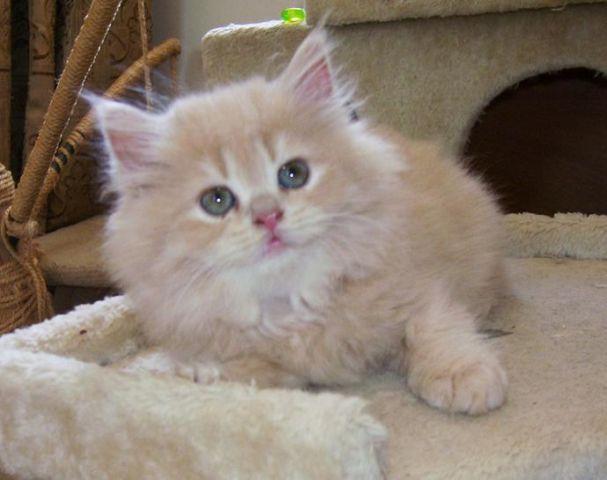 Pure Bred Persian Kitten Beige Cream Tan CFA registered
