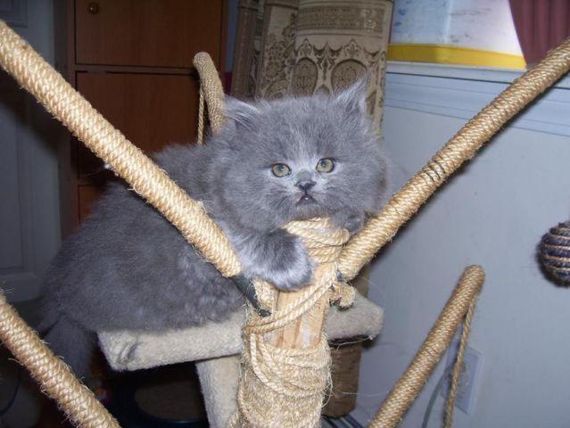 Pure Bred Persian Kitten Grey Blue CFA Registered