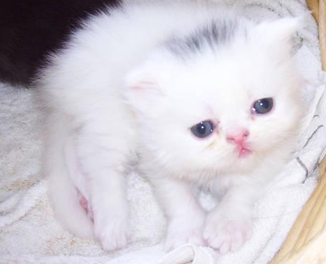 Pure Bred Persian Kittens White
