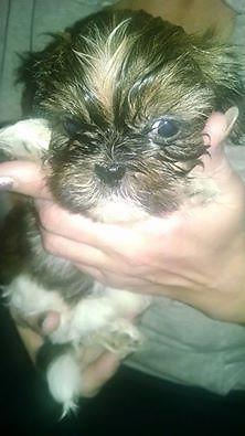 Pure Bred Shih Tzu puppies for sale