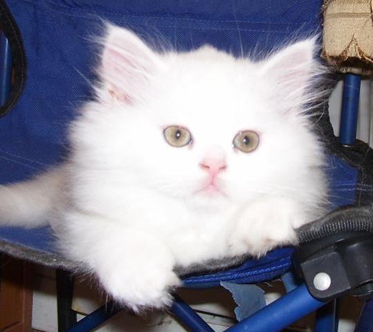 Pure Bred White Persian Kittens CFA registered