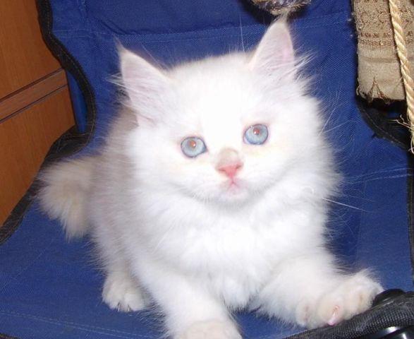 Pure Bred White w/ Blue Eyes Persian Kitten CFA registered Vaccinated