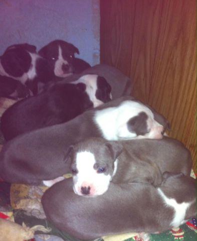 Pure breed blue nose pit bull puppies! Christmas puppies!