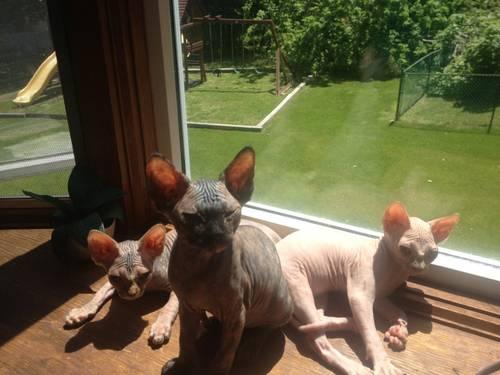 Pure breed Canadian Sphynx Kittens New-York