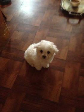 PURE BREED MALTESE PUPPIES FOR SALE- 8 WEEKS OLD. WITH PAPERS & SHOTS