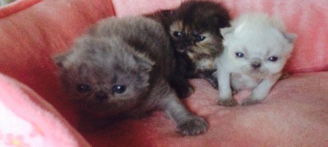 pure breed persian kitten's